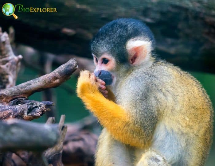 Black-Capped Squirrel Monkey In Rainforests