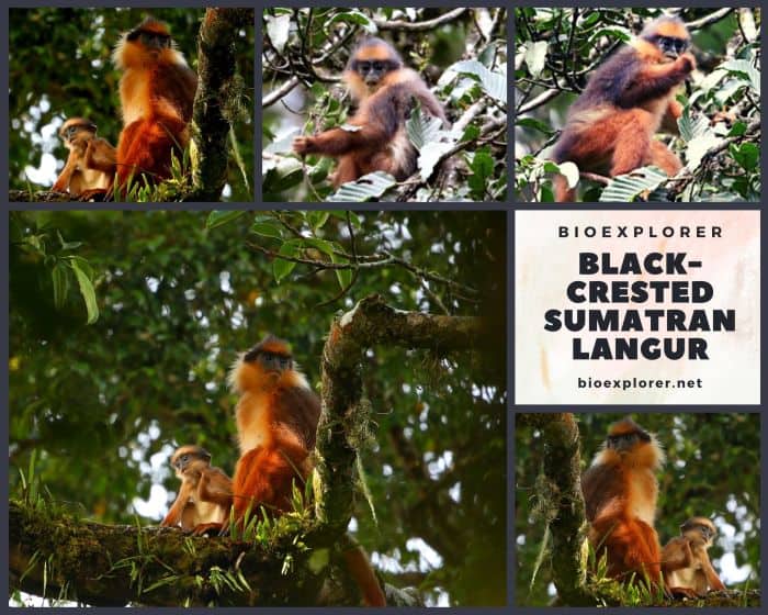 Black Crested Sumatran Langur