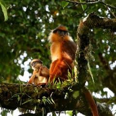 Black-crested Sumatran Langur