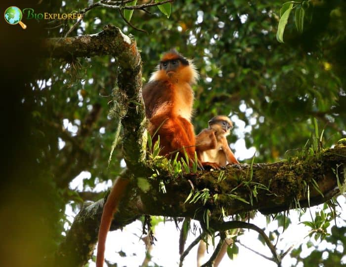 Black Crested Sumatran Langur