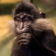 Black Crested Mangabey