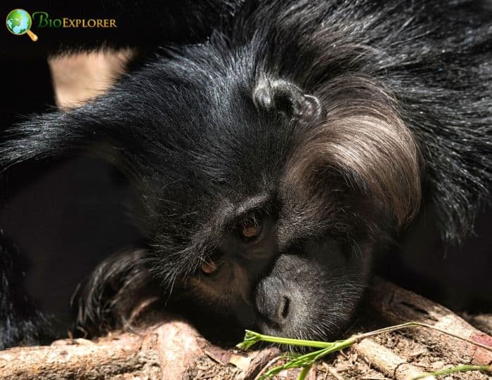 Black Crested Mangabey