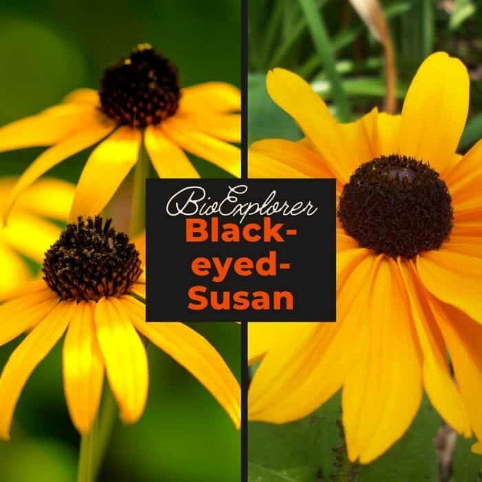 Black Eyed Susan