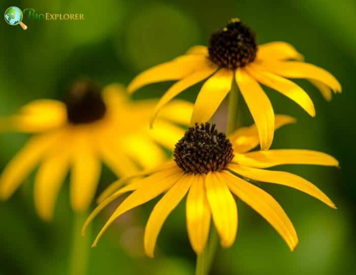 Black Eyed Susan Flowers