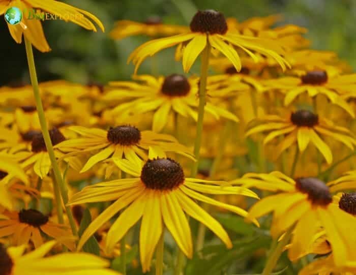 Black Eyed Susan Flowers