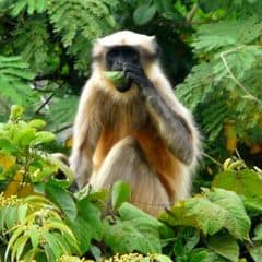 Black-footed Gray Langur