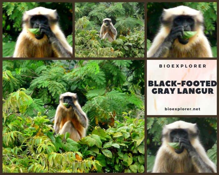 Black-footed Gray Langur