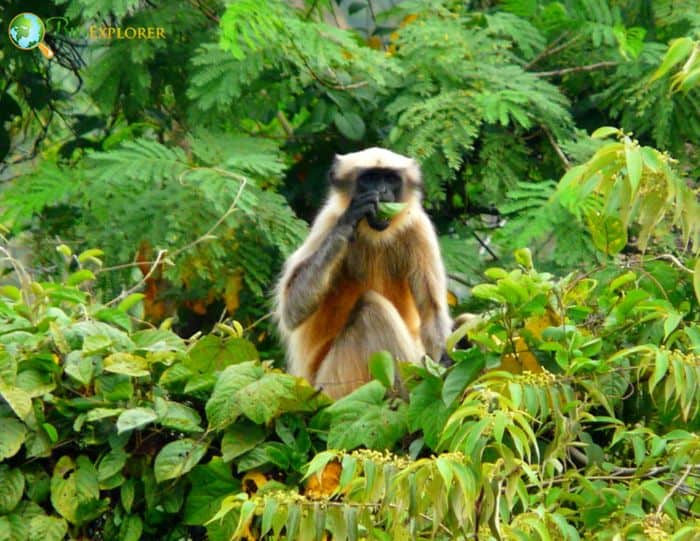 Black-footed Gray Langur