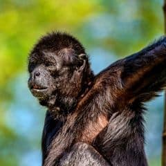 Black-headed Spider Monkey