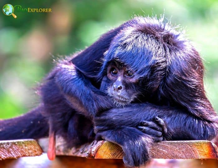 Black Headed Spider Monkey