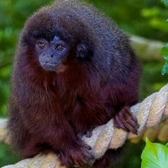 Black Lion Tamarin