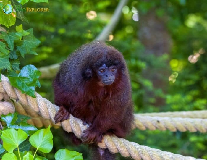 Black Lion Tamarin