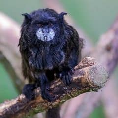 Black-mantled Tamarin