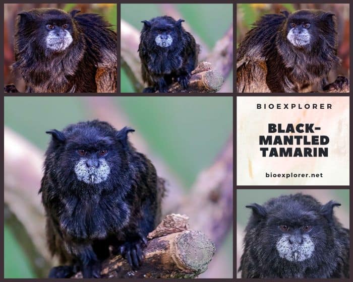 Black-mantled Tamarin