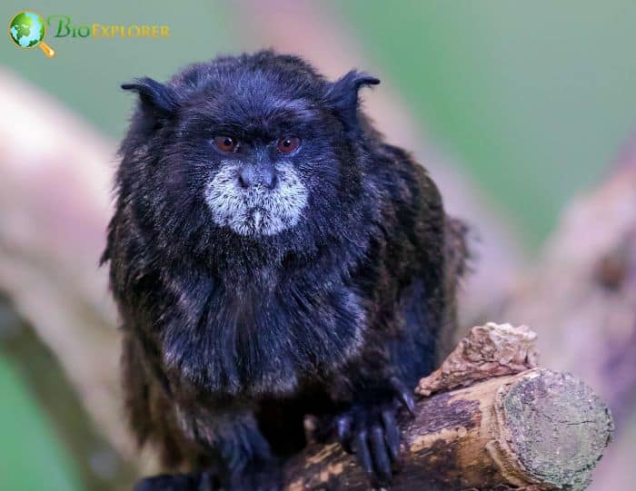 Black Mantled Tamarin