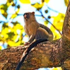 Black-tailed Marmoset