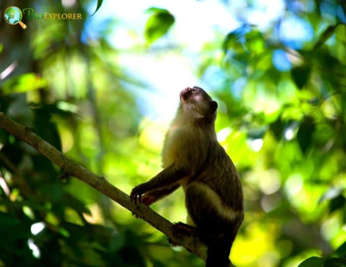 Black Tailed Marmoset