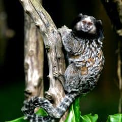 black-pencilled marmoset