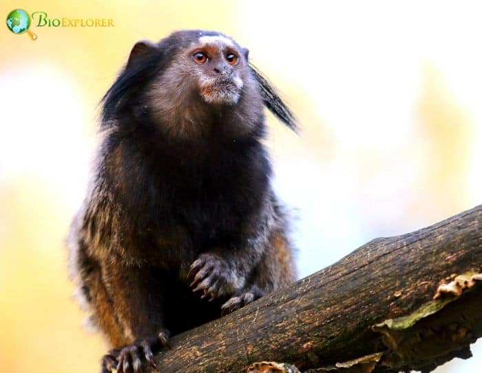 Black Tufted Marmoset