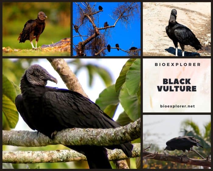 Black Vulture