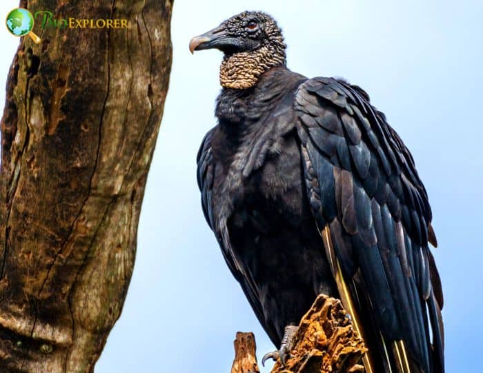 Black Vulture