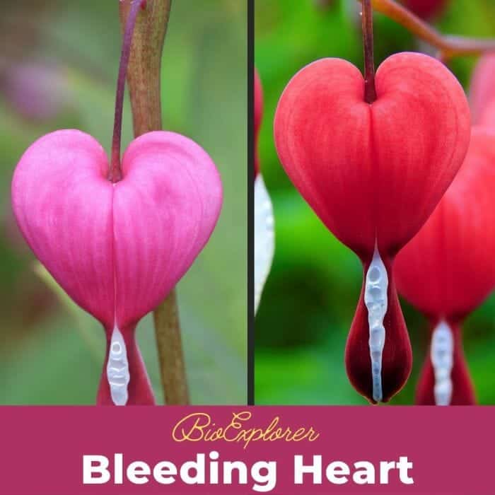 Bleeding Heart