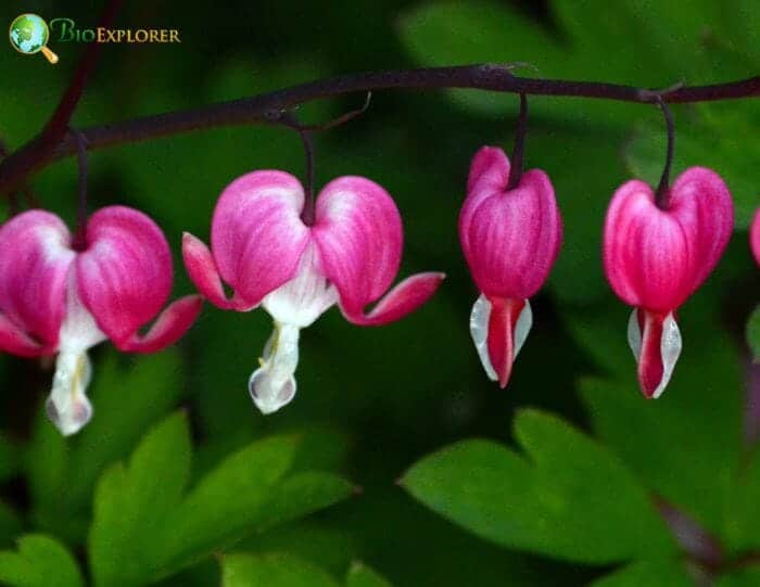 Bleeding Heart