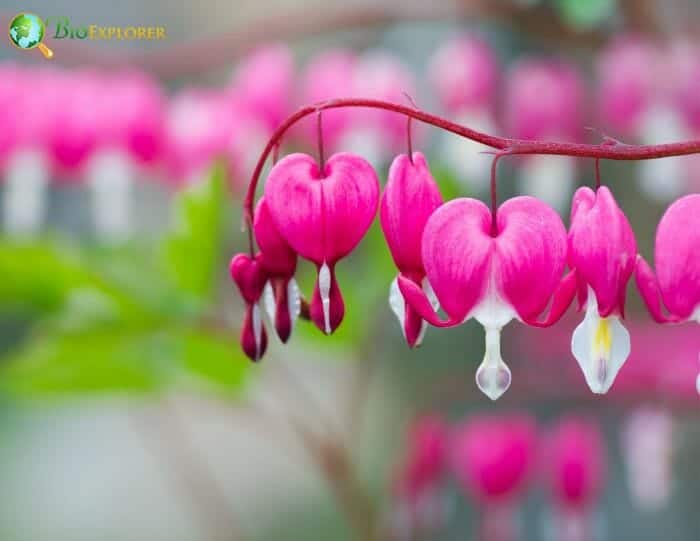 Bleeding Heart Flowering Plant