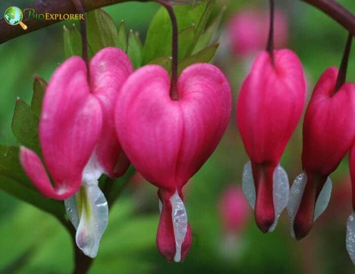 Bleeding Heart Flowers