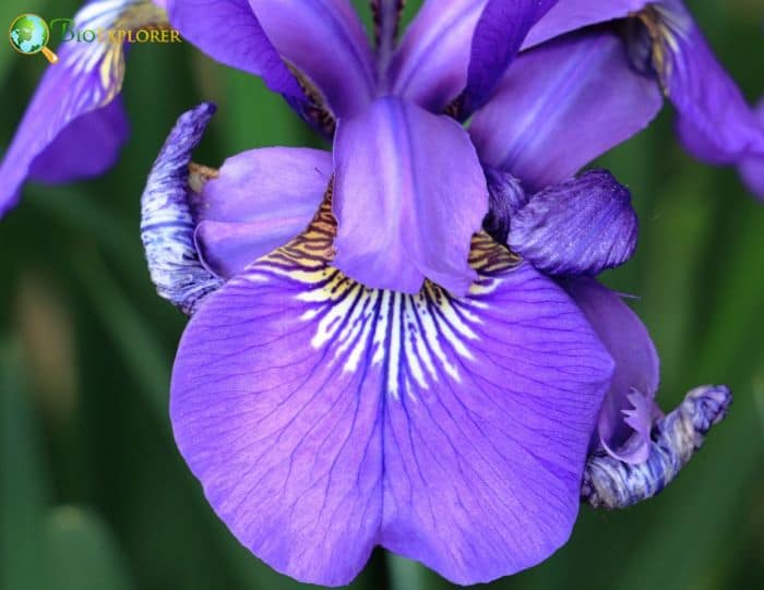 Blood Red Iris Purple Flower