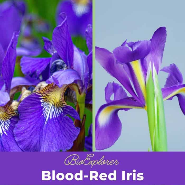 Blood Red Iris