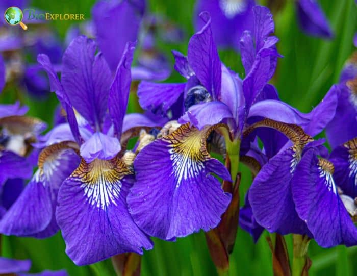 Blood Red Iris