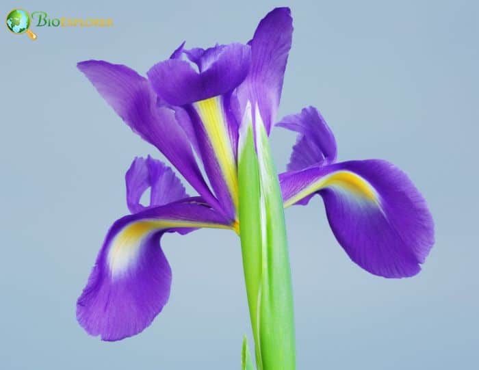 Blood Red Iris Flower