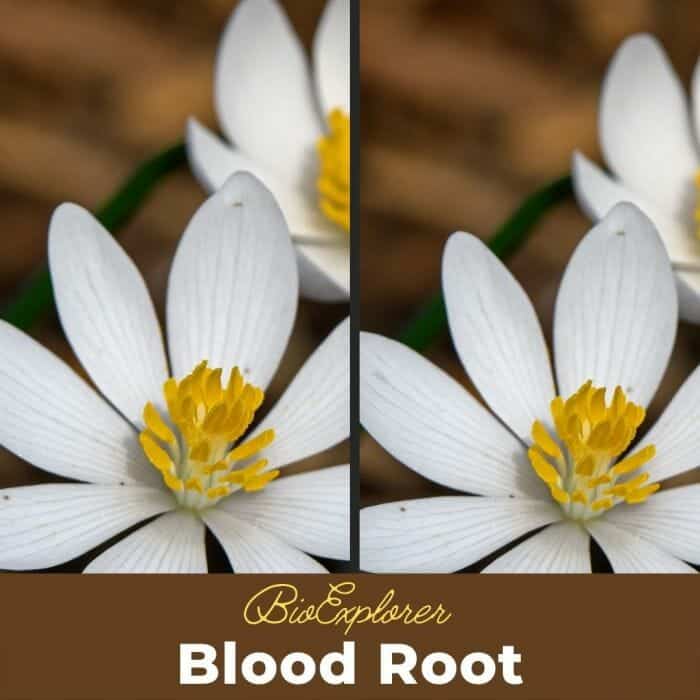 Blood Root