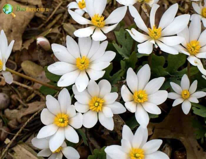 Blood Root