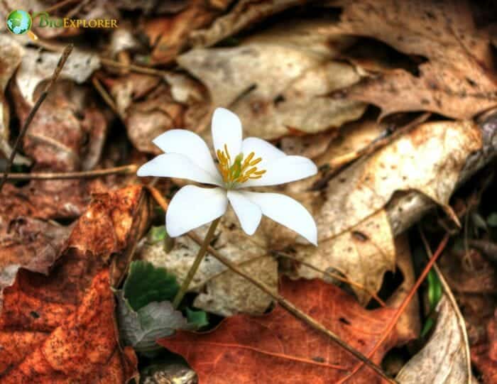 Blood Root Flowering Plant