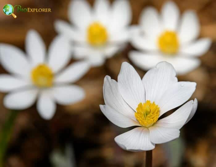 Blood Root Flowers