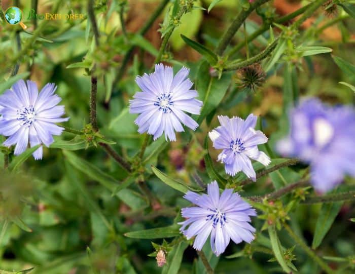 Blue Common Chicory Flowers