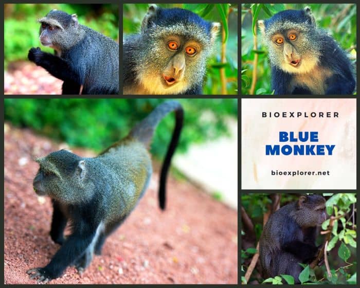 Blue Monkey