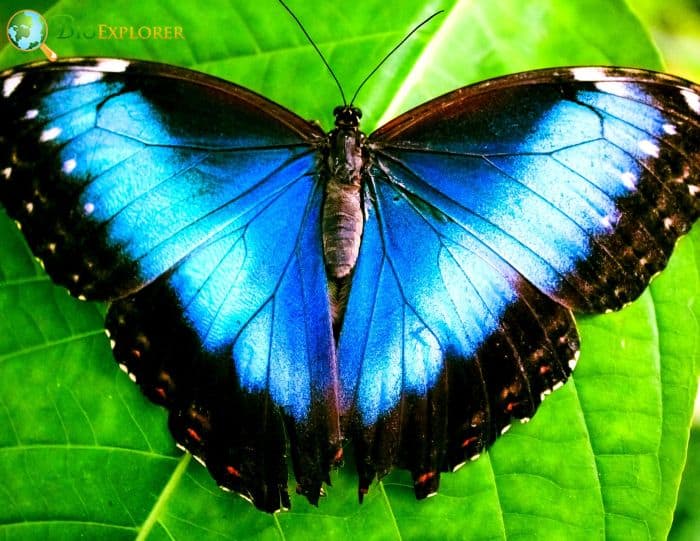 Blue Morpho Butterfly In Rainforests