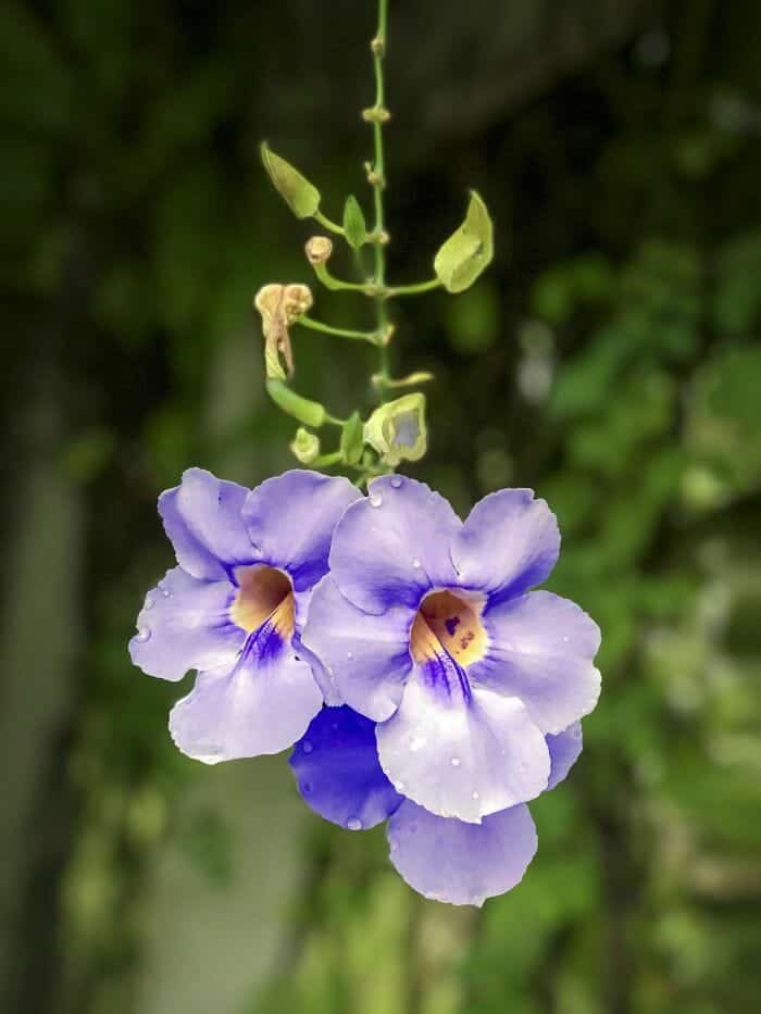 Blue Trumpet Vine