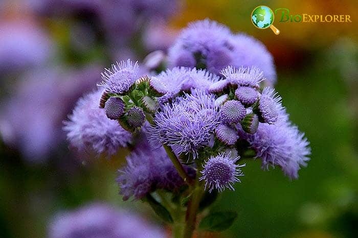 Blue Agaretum Flowers