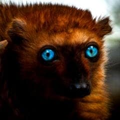 Blue-eyed Black Lemur