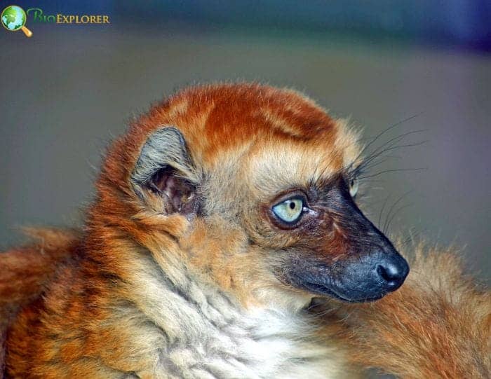 Blue Eyed Black Lemur Female