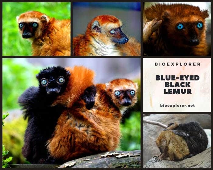 Blue Eyed Black Lemur