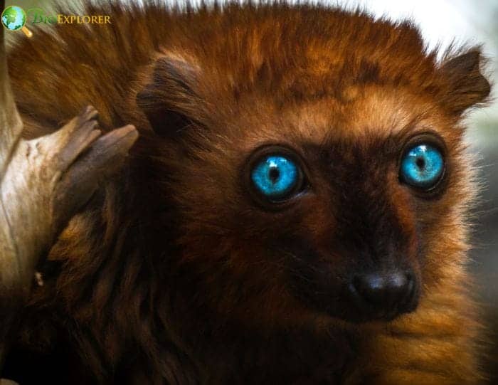 Blue Eyed Black Lemur