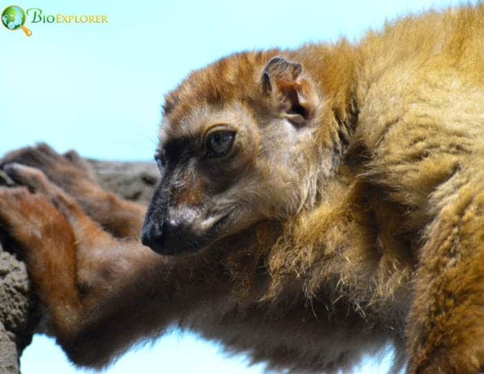 Blue Eyed Black Lemur Grabbing Onto Tree Branch