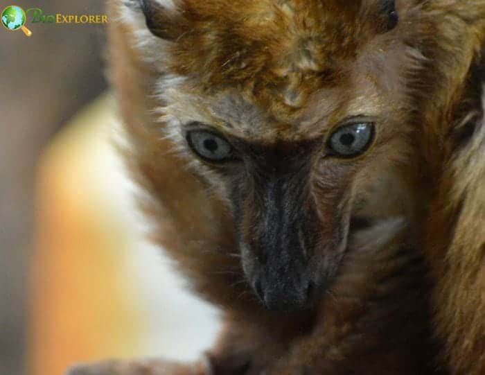 Blue Eyed Black Lemur Looking