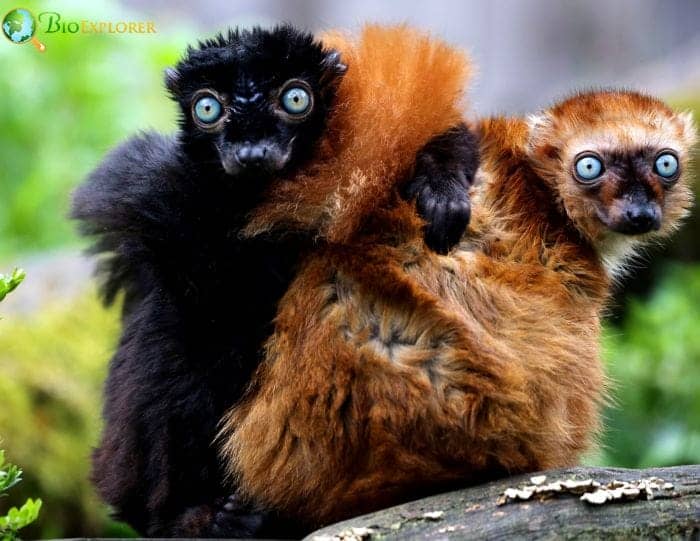 Blue Eyed Black Lemurs