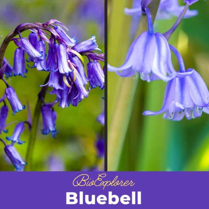 Bluebell Flower